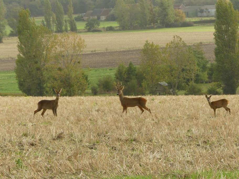 Maison De Bourg Paisible Parçay-sur-Vienne Kültér fotó
